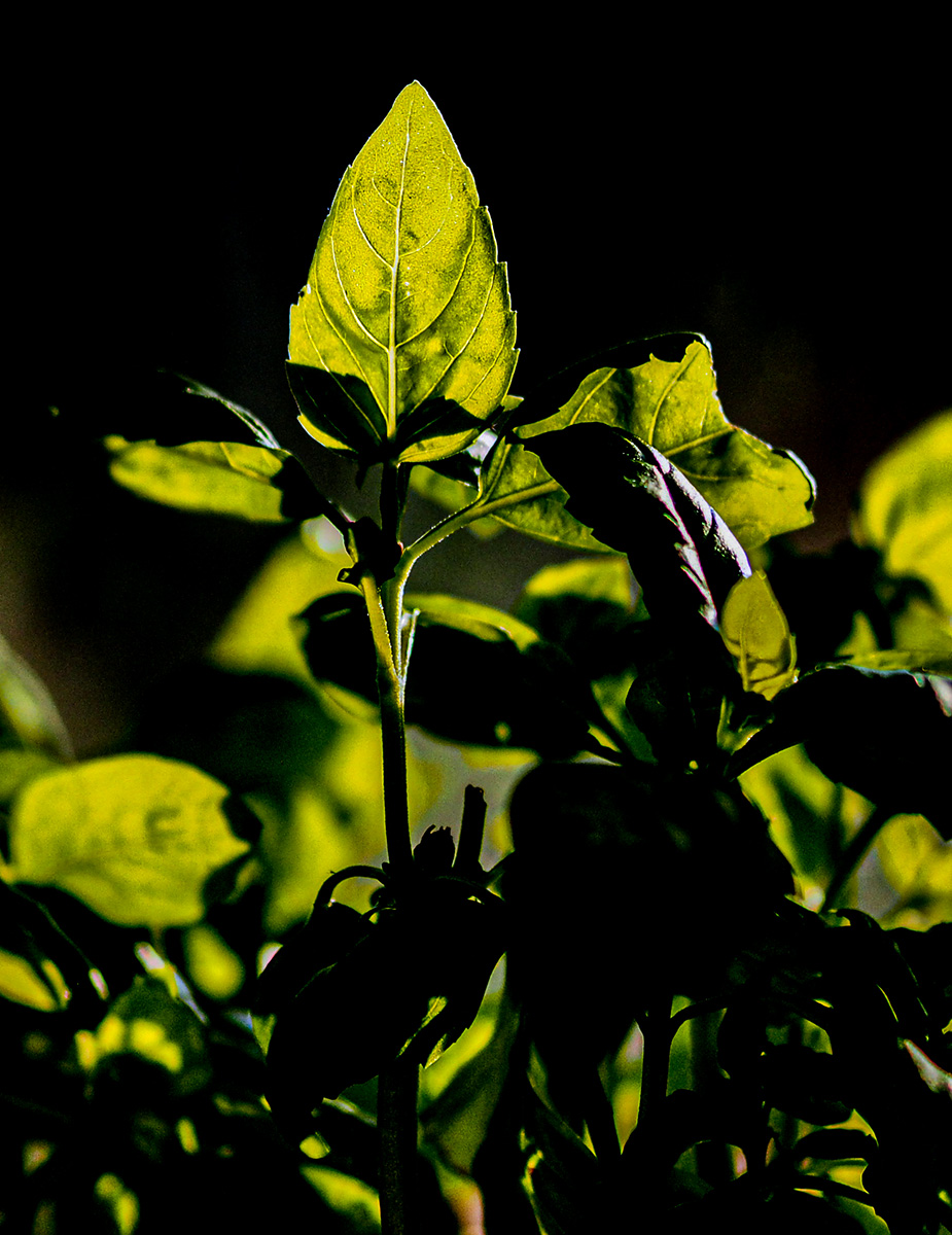 P7060020-Edit.jpg