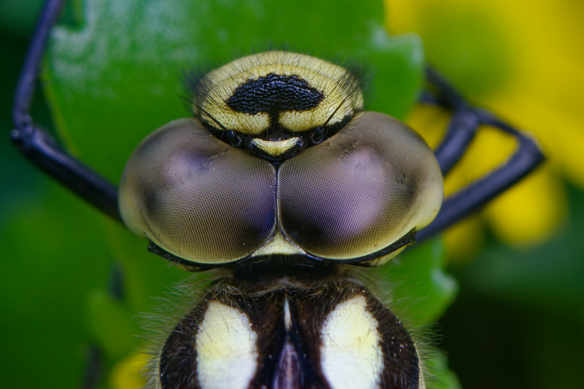 P7103143nikon-1.jpg