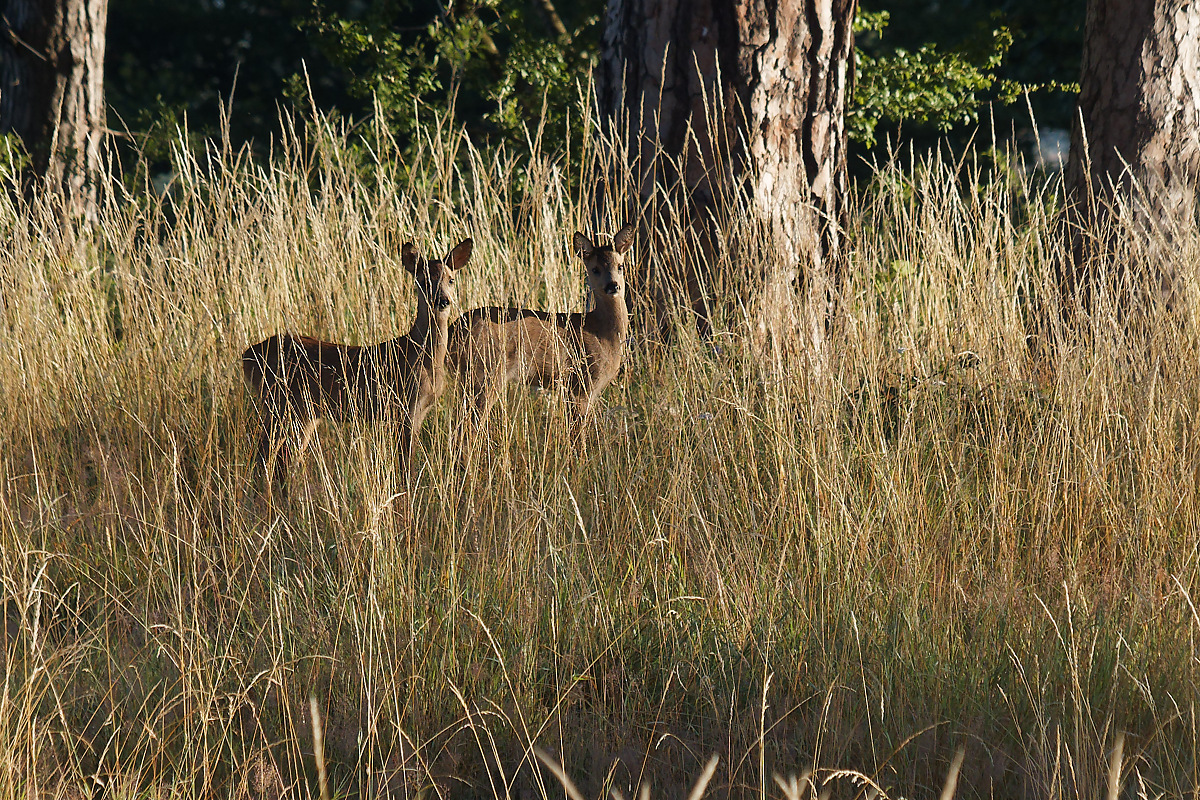 P7122320nikon.jpg