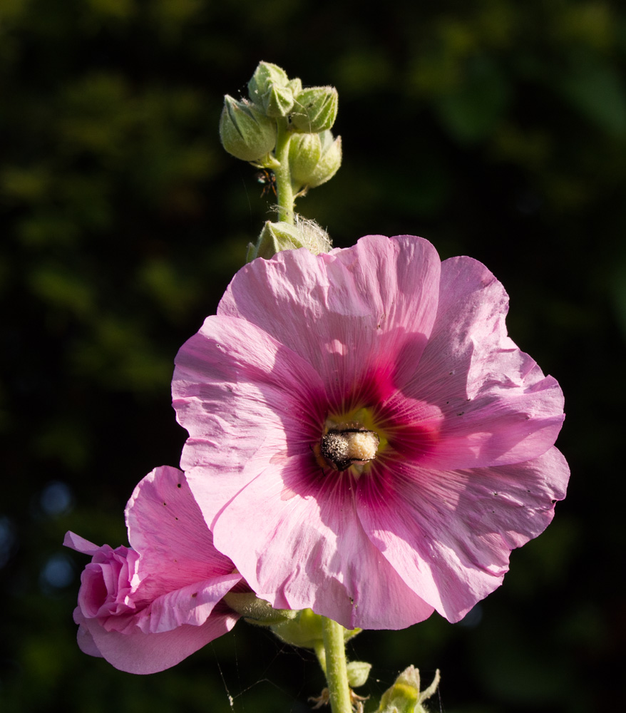 P7210216