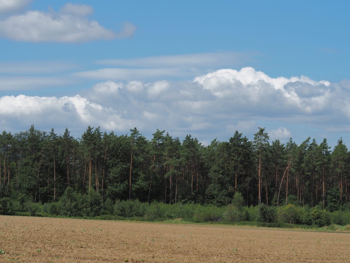 P8053323n.jpg