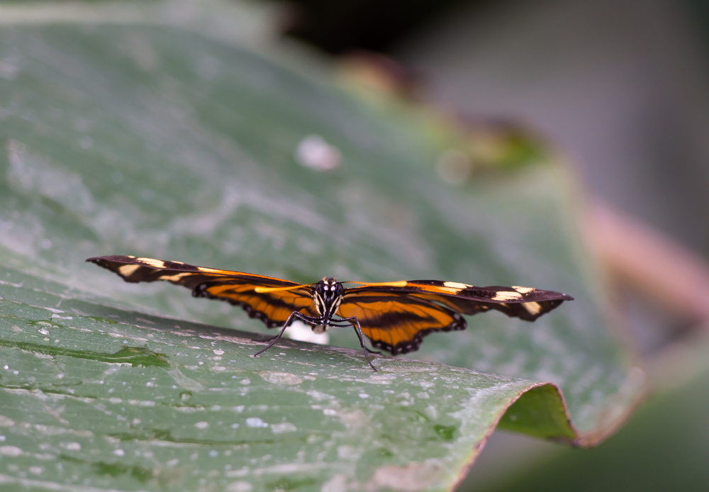 P8230497 2