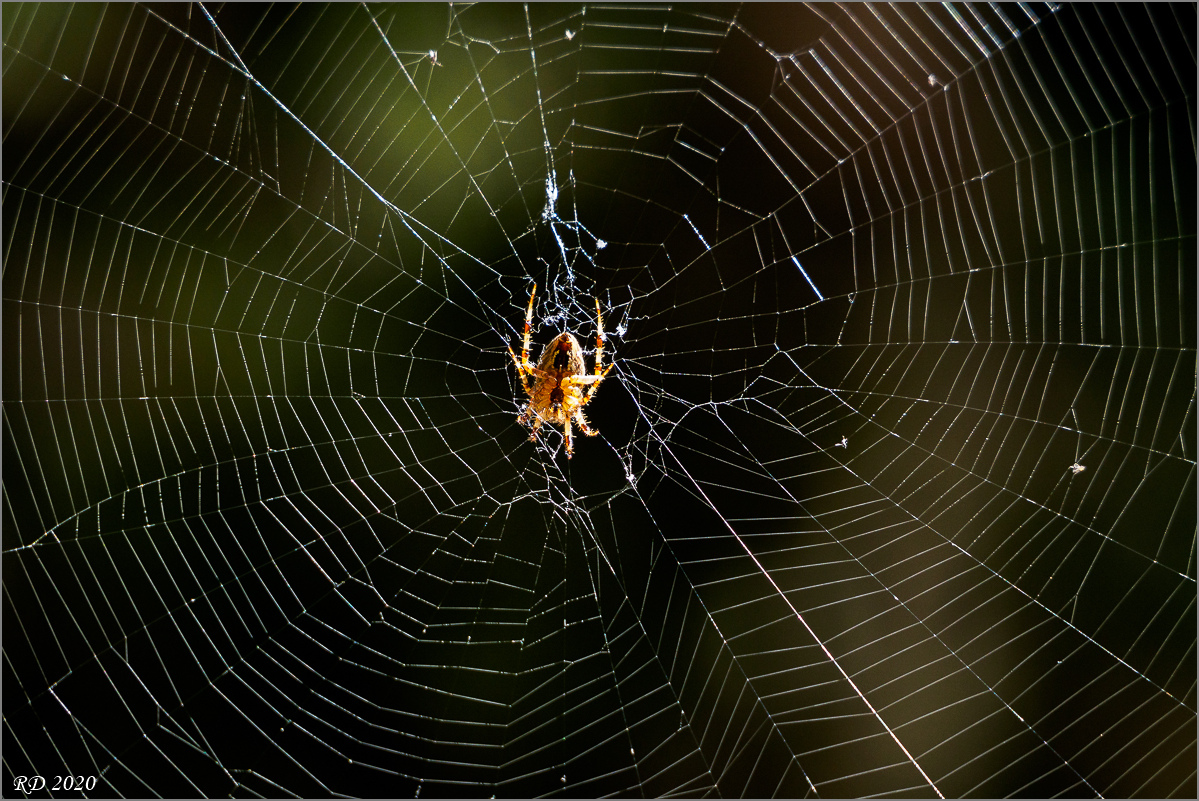 P9050571.jpg