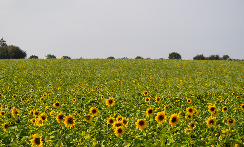 P9210127 2