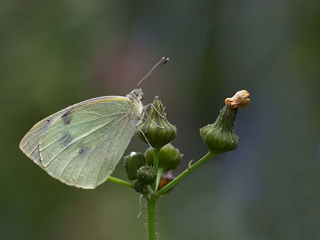 P9261120 hf