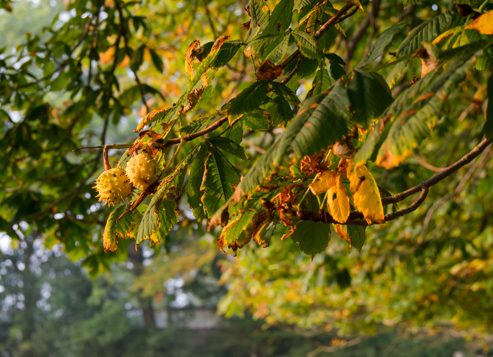 PA050080 2