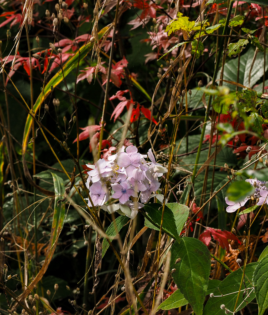 PA090047-Edit.jpg