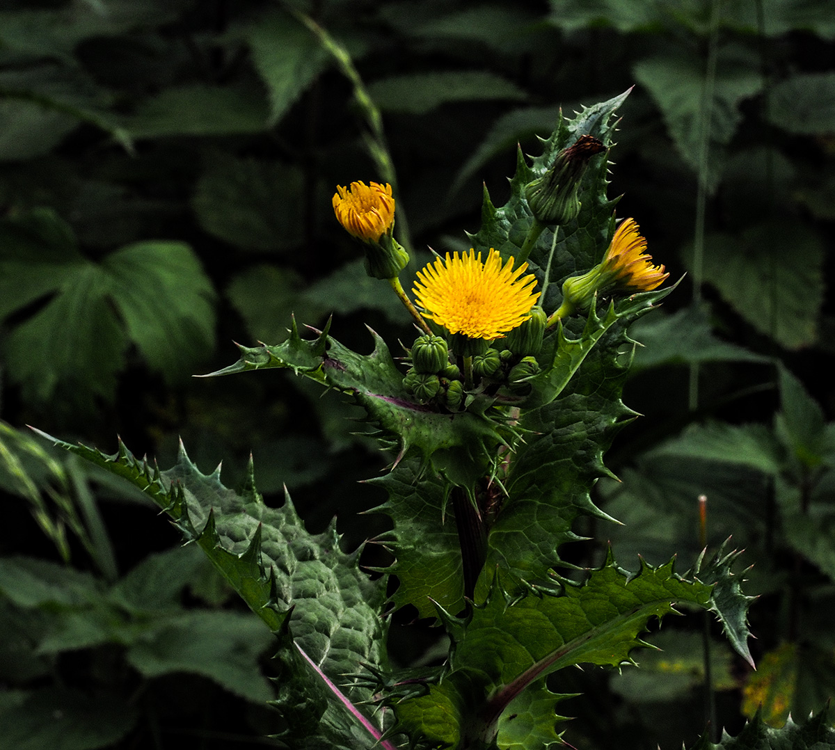 PA090131-Edit.jpg