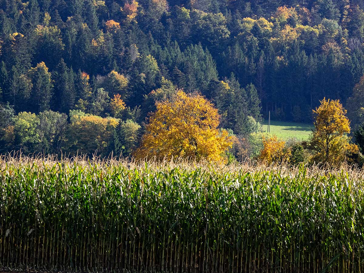 PA100079.jpg