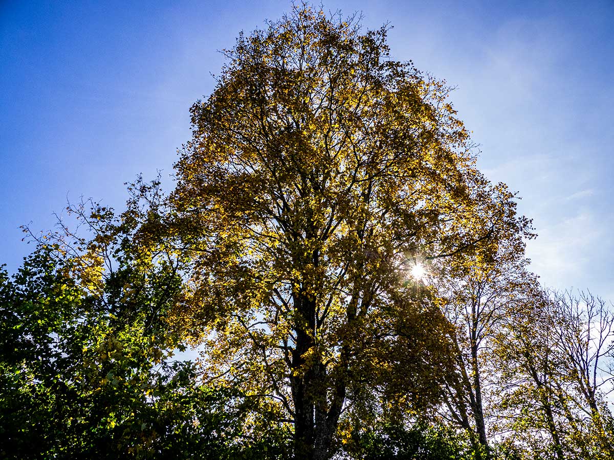 PA100259.jpg
