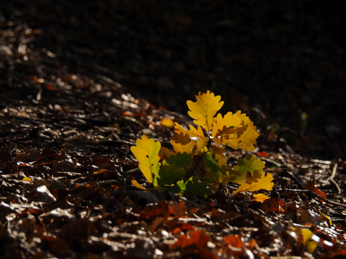 PA163494.JPGn.JPG