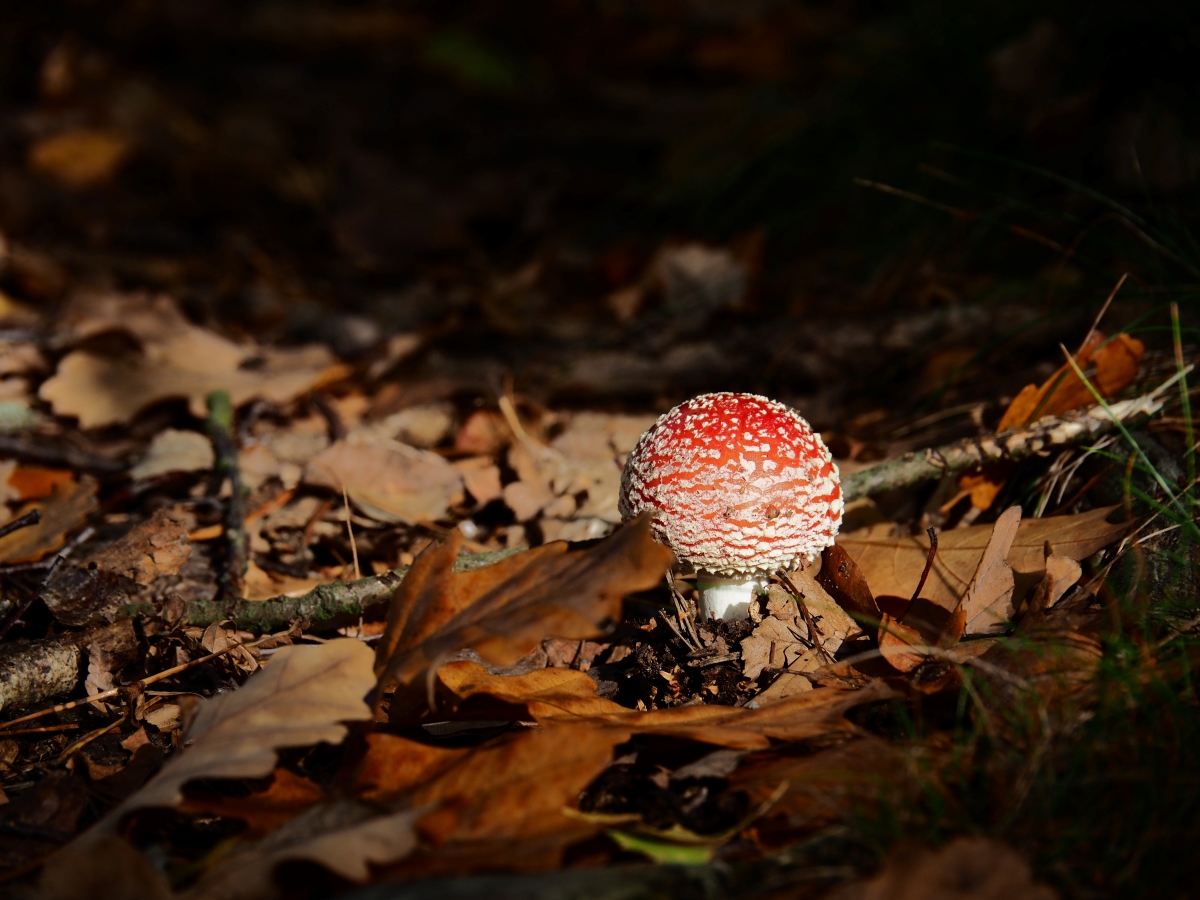 PA163496.JPGn.JPG