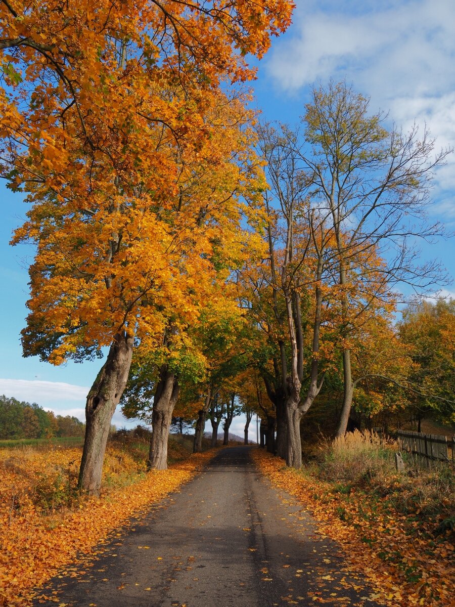 PA181129n.jpg