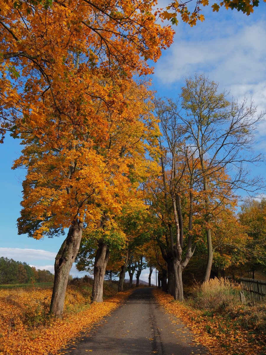 PA181130n.jpg