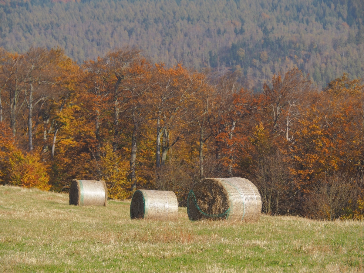 PA203646n.JPG