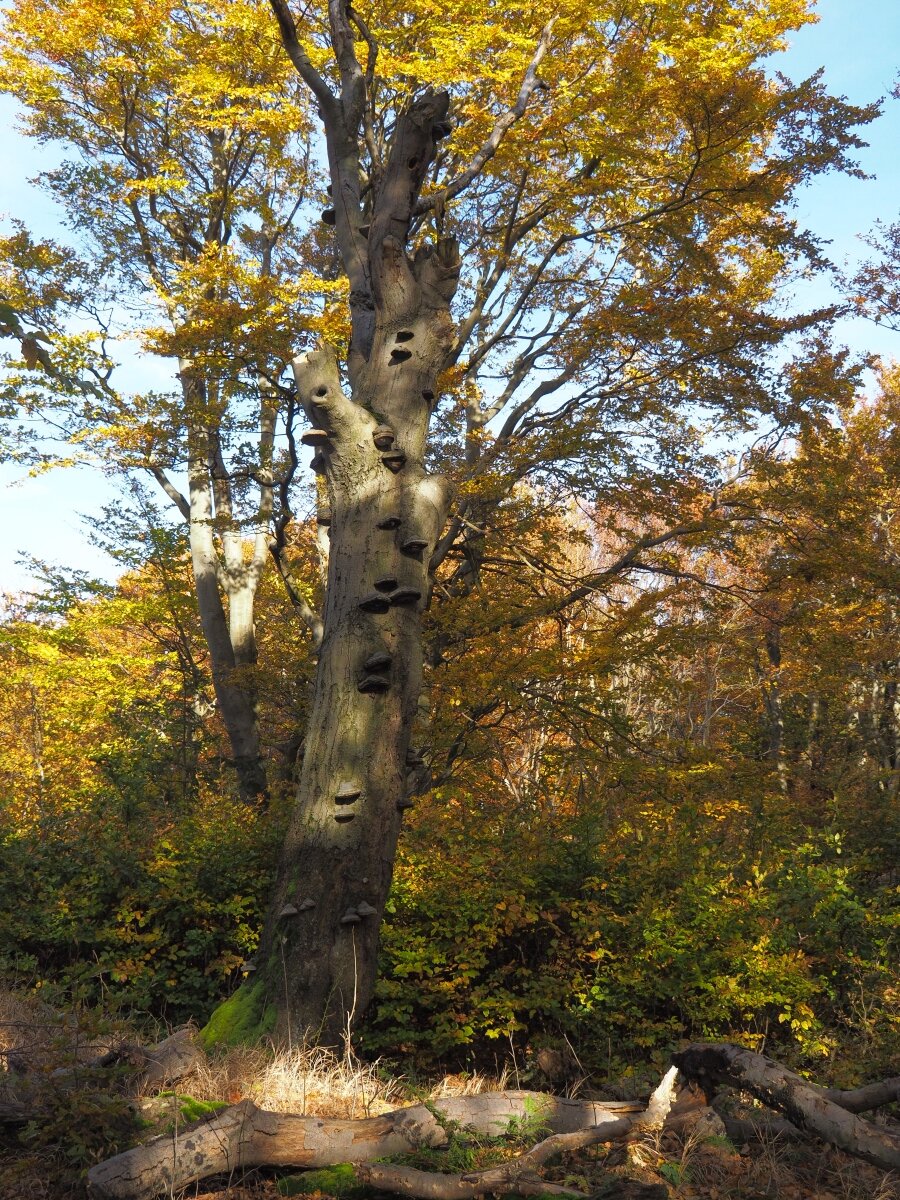 PA203722n.JPG