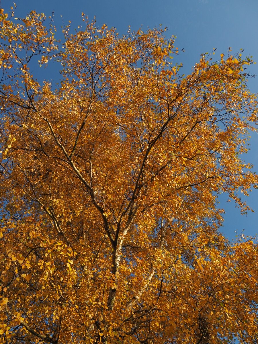 PA273790n.JPG