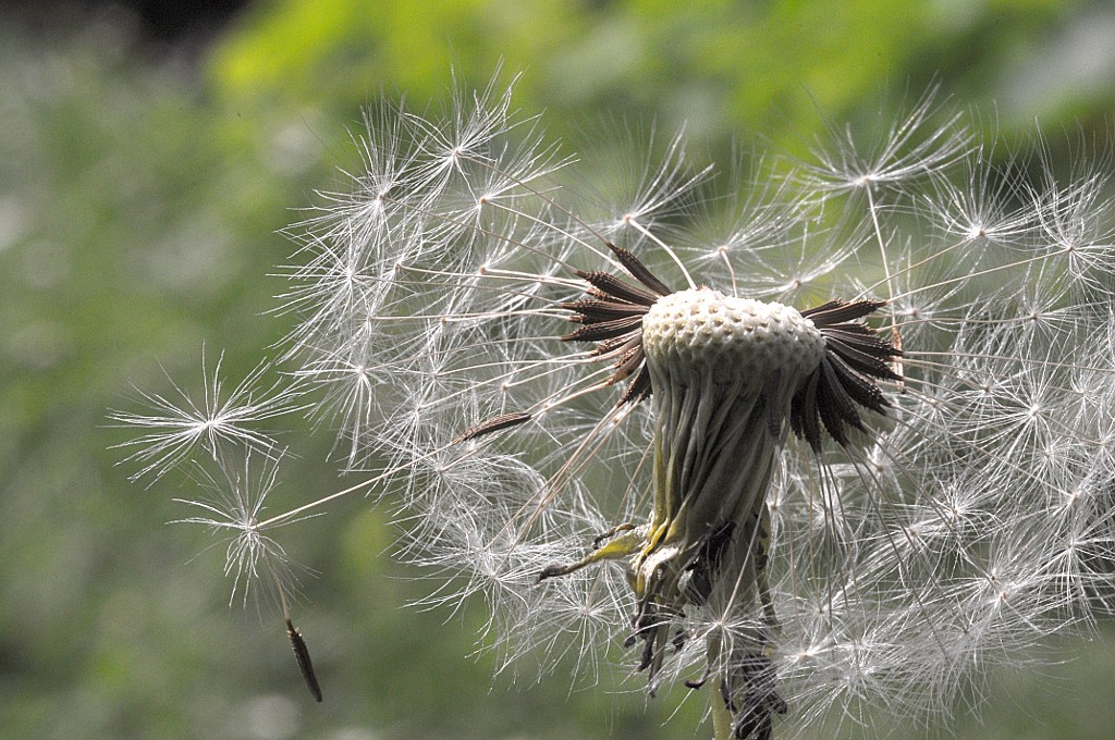 Paardenbloem