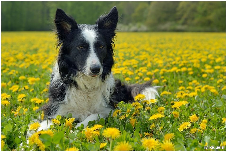 Paddy Harms in den Butterblumen