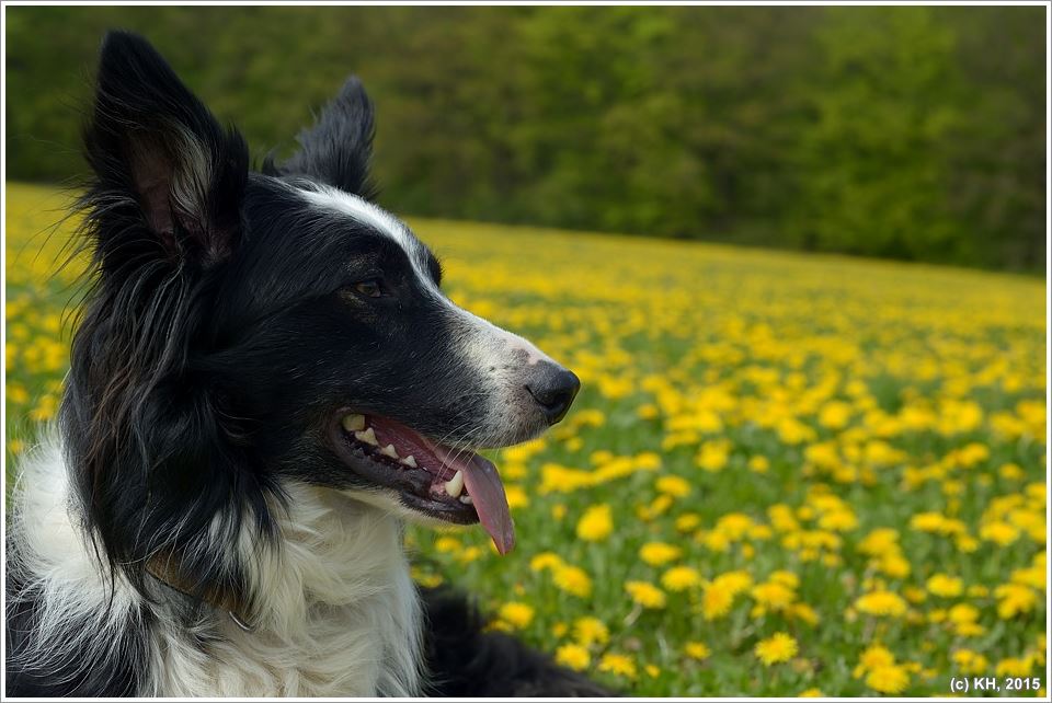 Paddy Harms in den Butterblumen