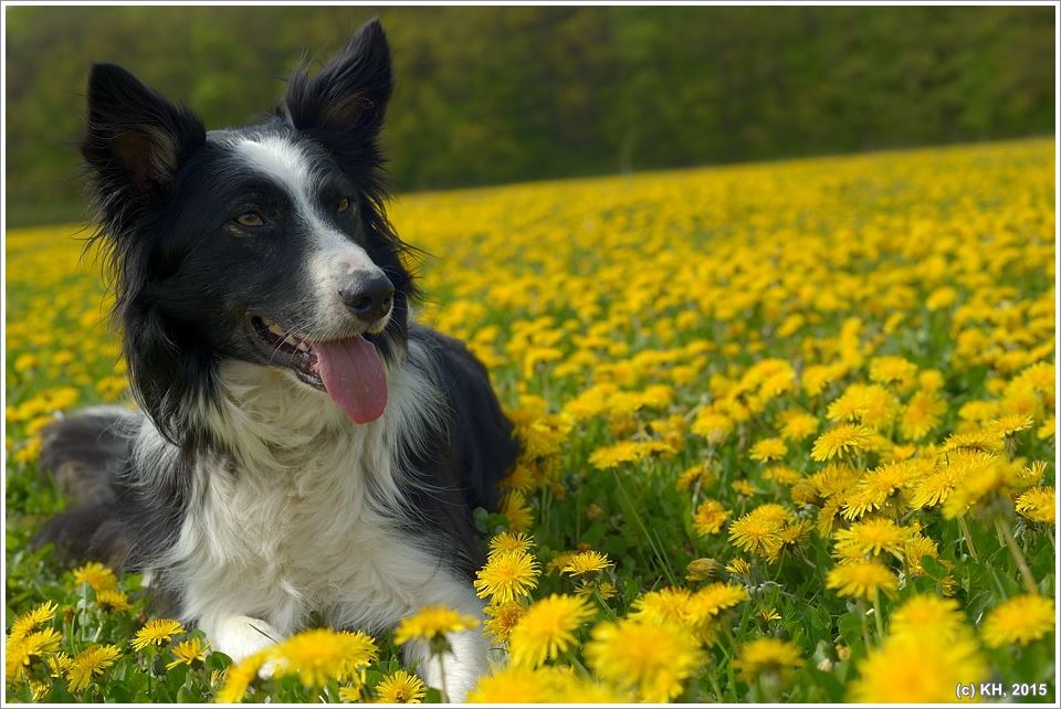 Paddy Harms in den Butterblumen