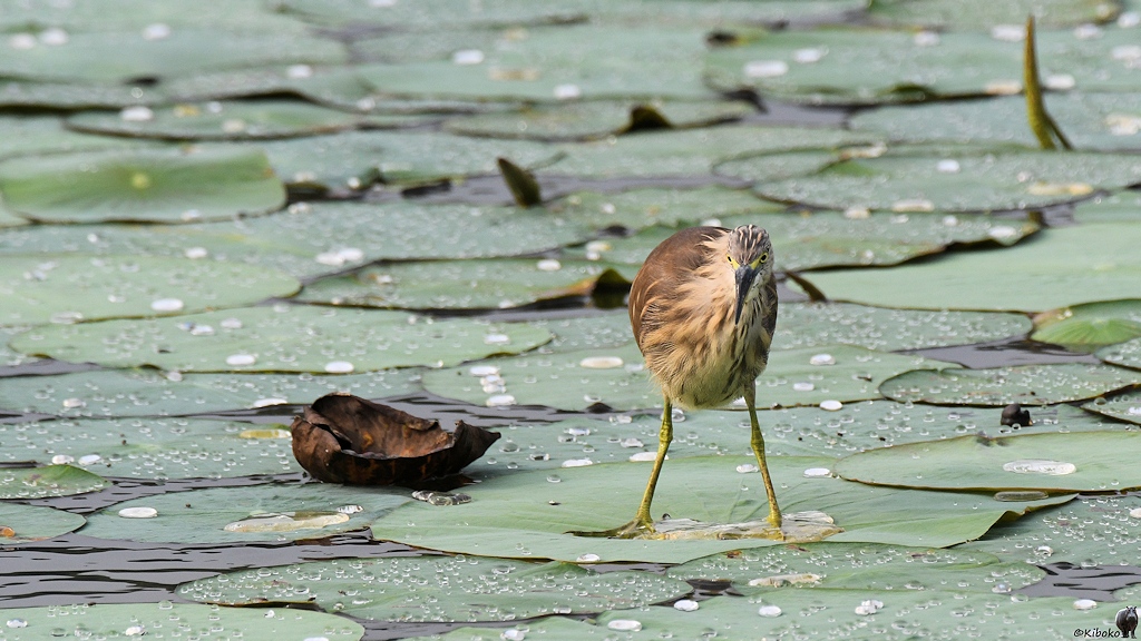 Paddyreiher (Indian Pond Heron)

s518 bHabarana IndianPondHeron 3785