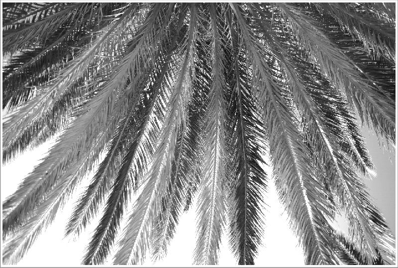 Palmblick