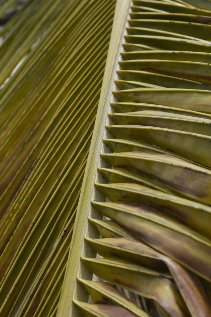 Palme
