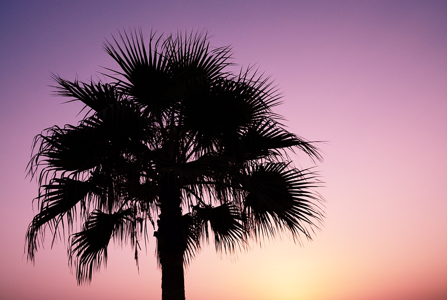 Palme