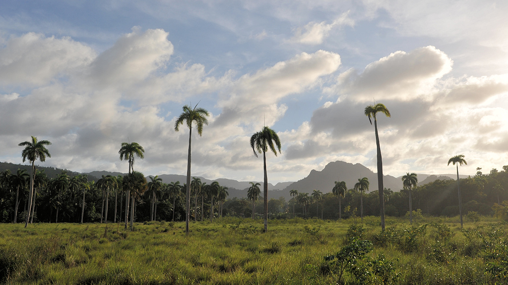 Palmen bei Baracoa
0716