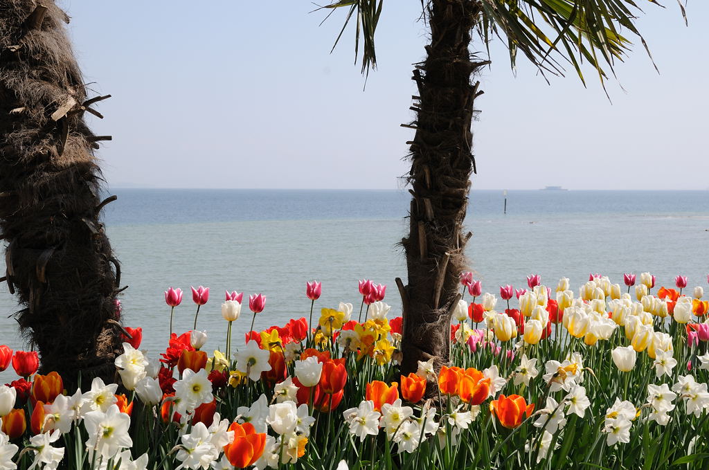 Palmen und Meer...