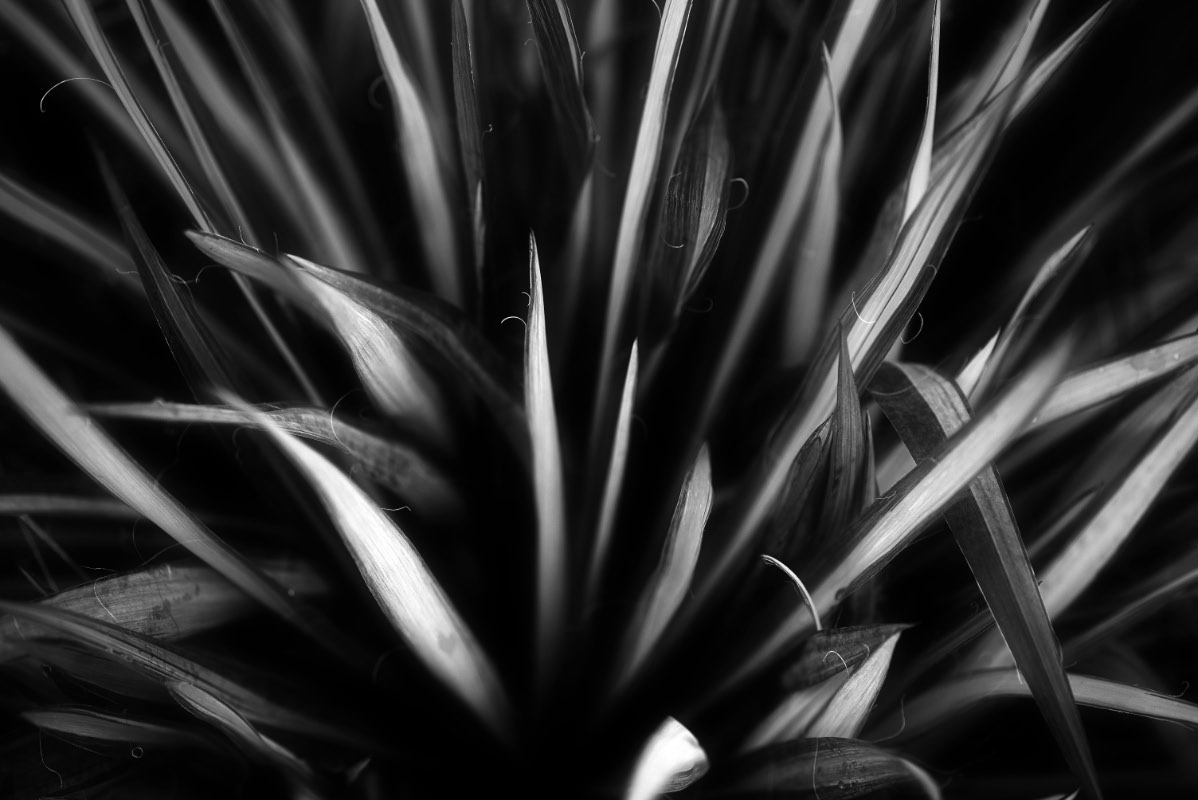 Palmlilie BW 2.jpg