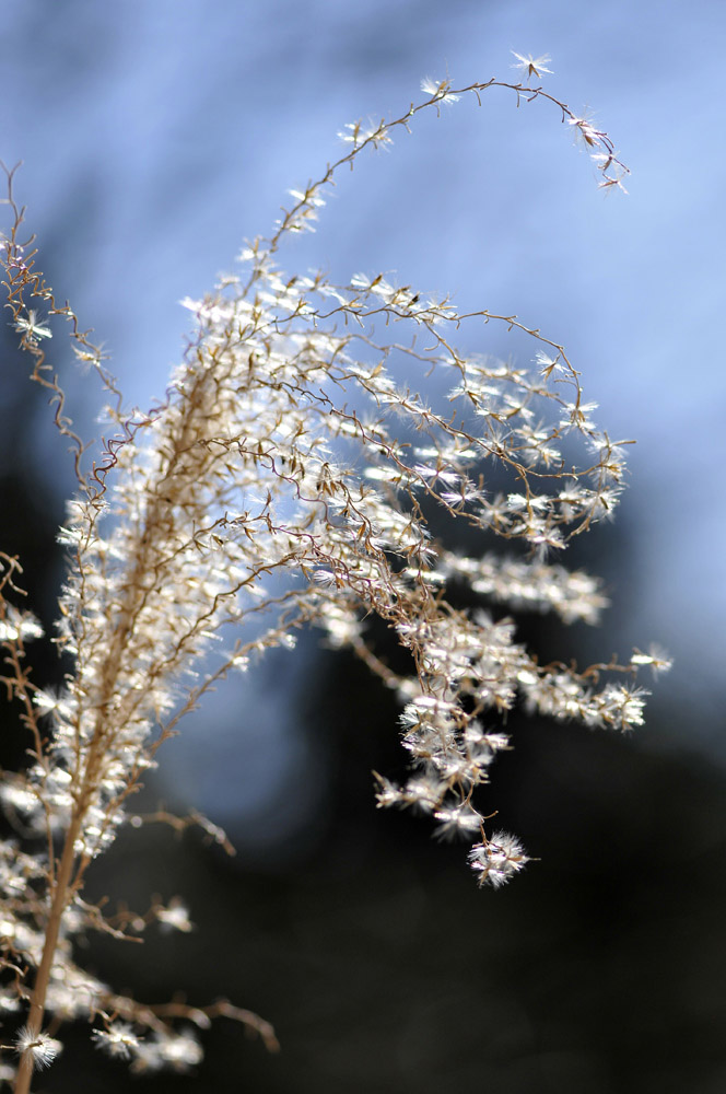 Pampas1