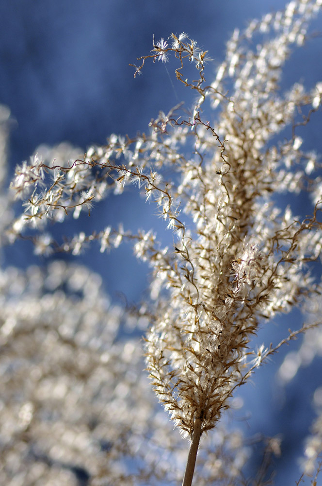 Pampas2
