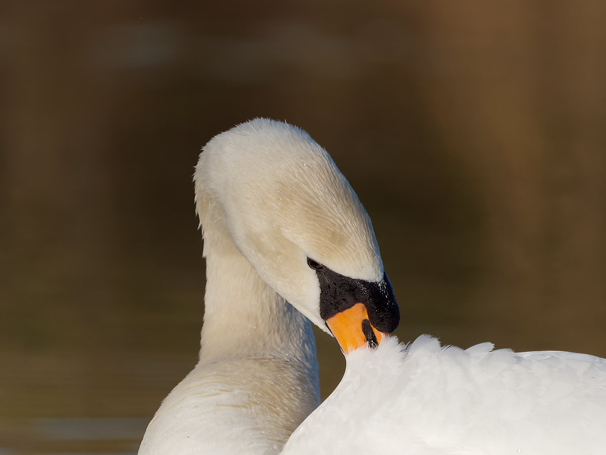PANA0800_DxO1200.jpg