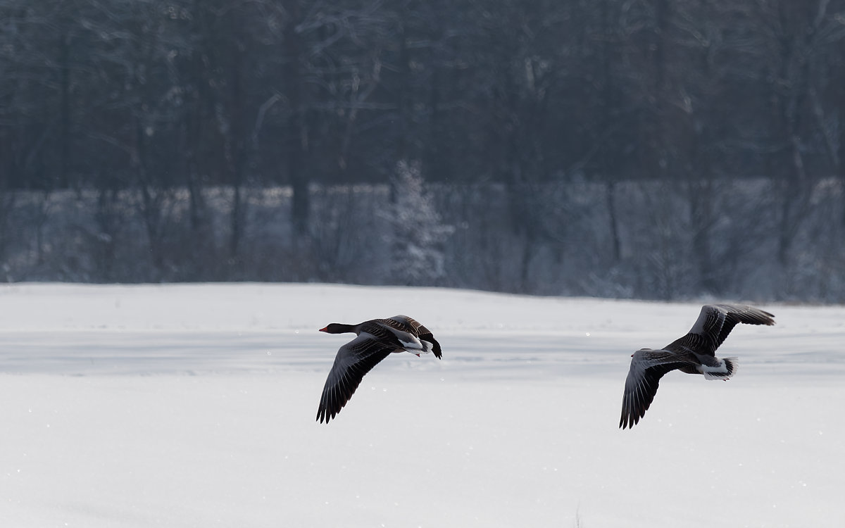 PANA5661_DxO1200.jpg