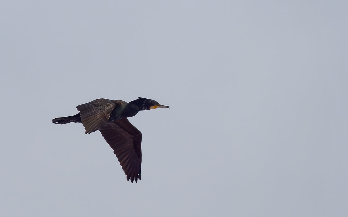 PANA5745_DxO1200.jpg