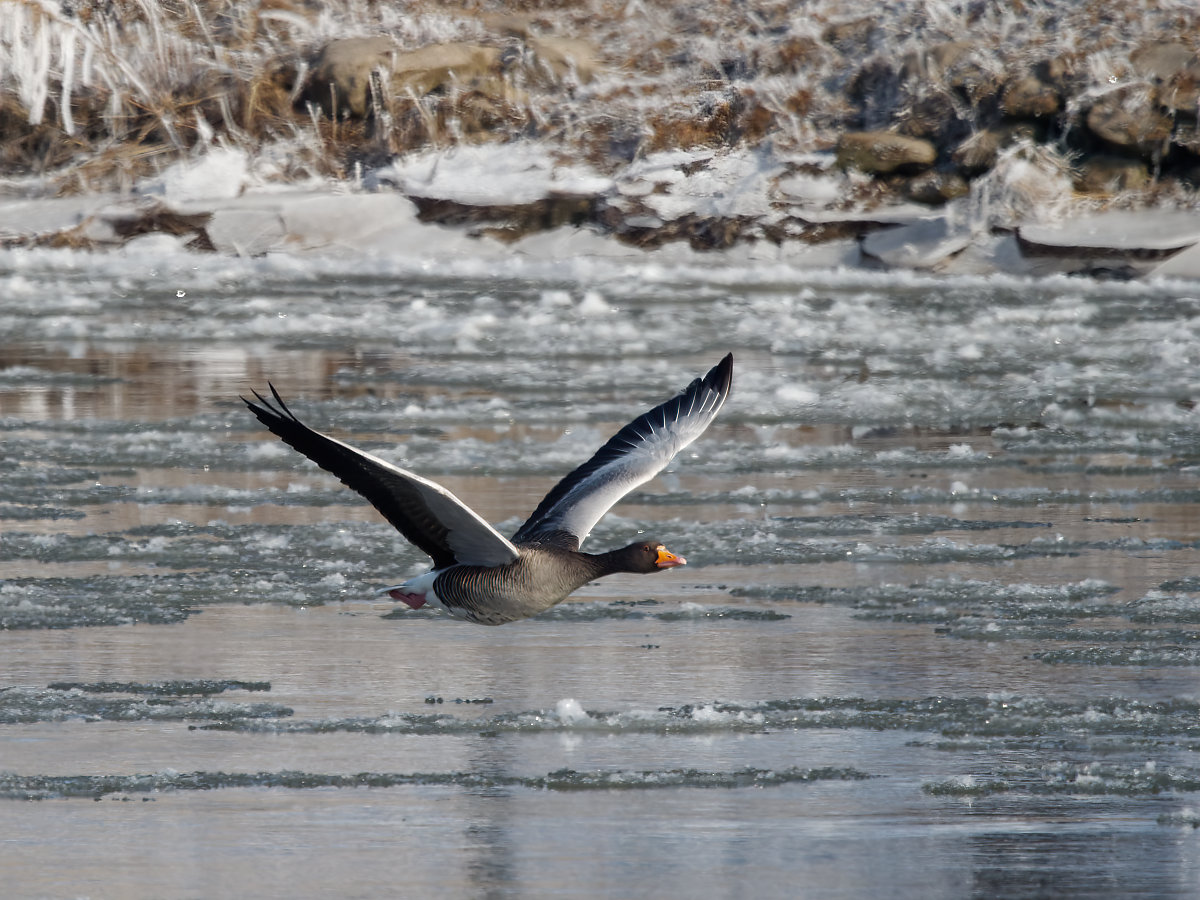 PANA6252_DxO_DxO1200.jpg