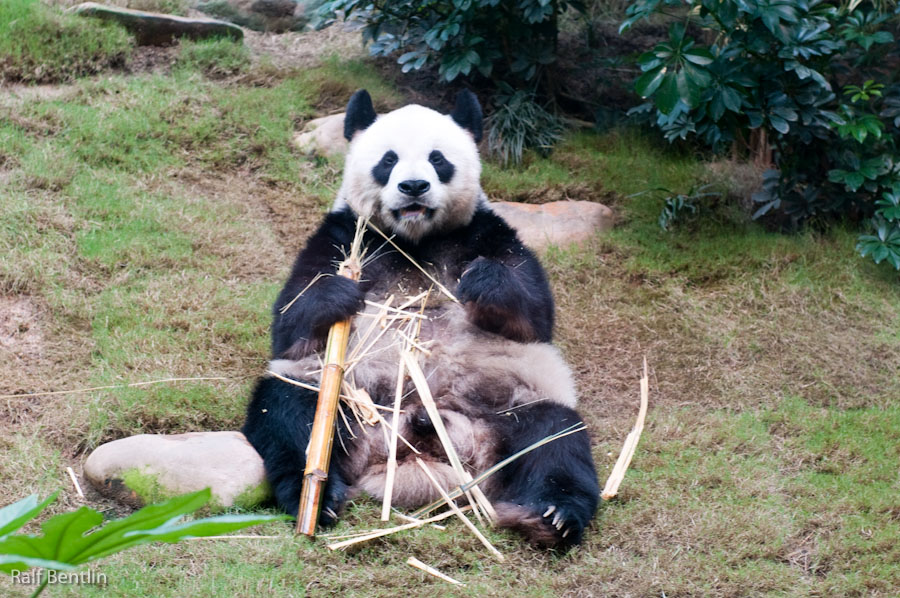 Panda hat mich voll im Visier.
Leider durch eine Glasscheibe.