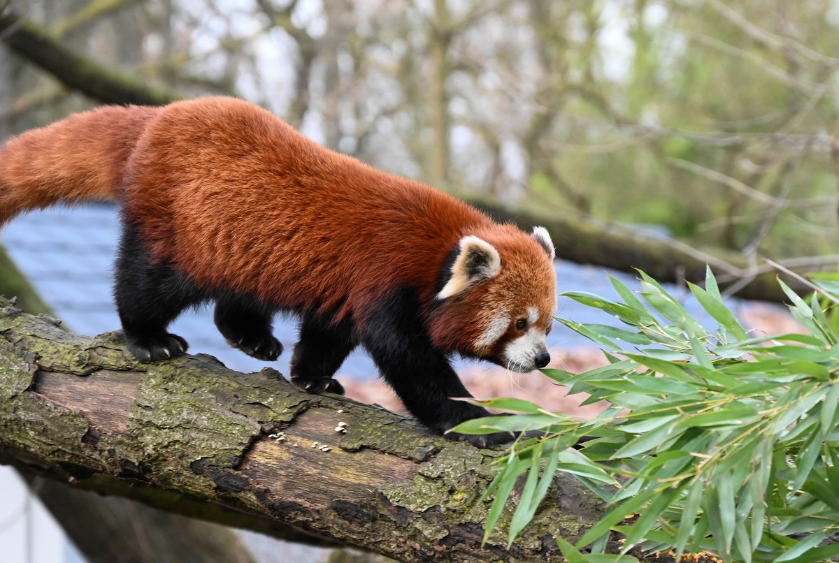 Pandabär.jpg