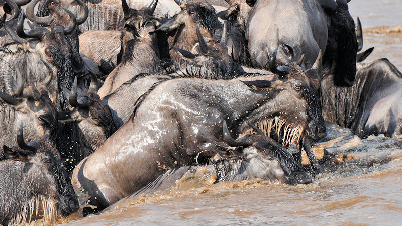 Panische Gnus auf einer Felsinsel im Mara-River
3027