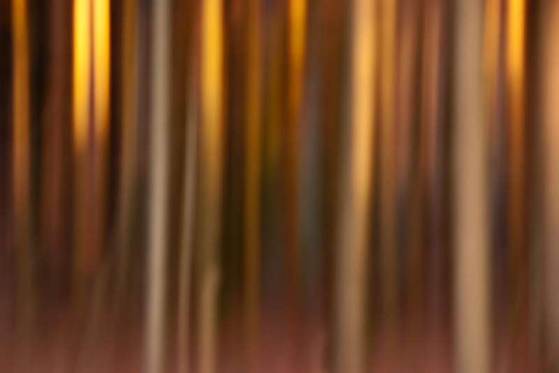 Panning bei Bäumen