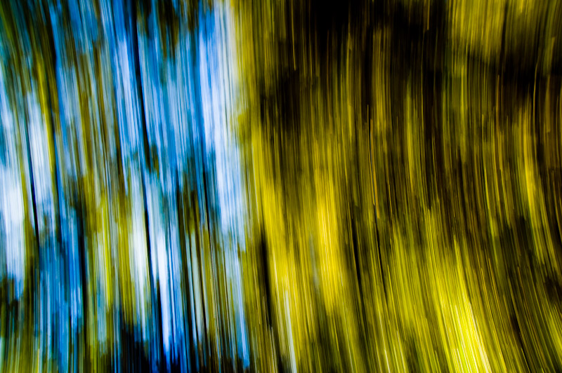 Panning: Walddach