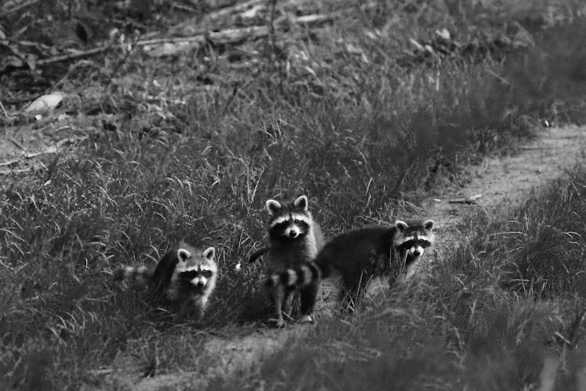 Panzerknacker B/W