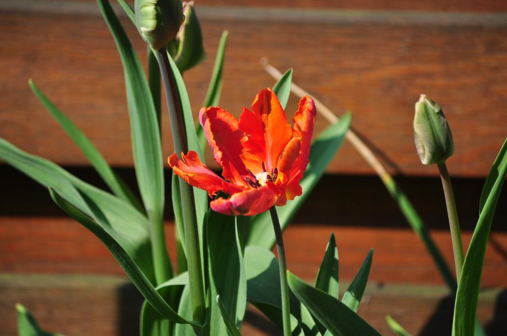 Papageien-Tulpe