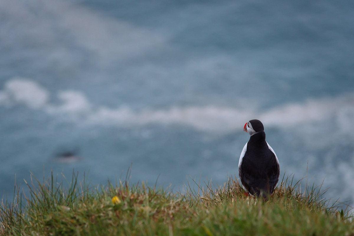 Papageientaucher auf dem Berg Reynisfjall bei Vik an der Südküste von Island im Juni 2016