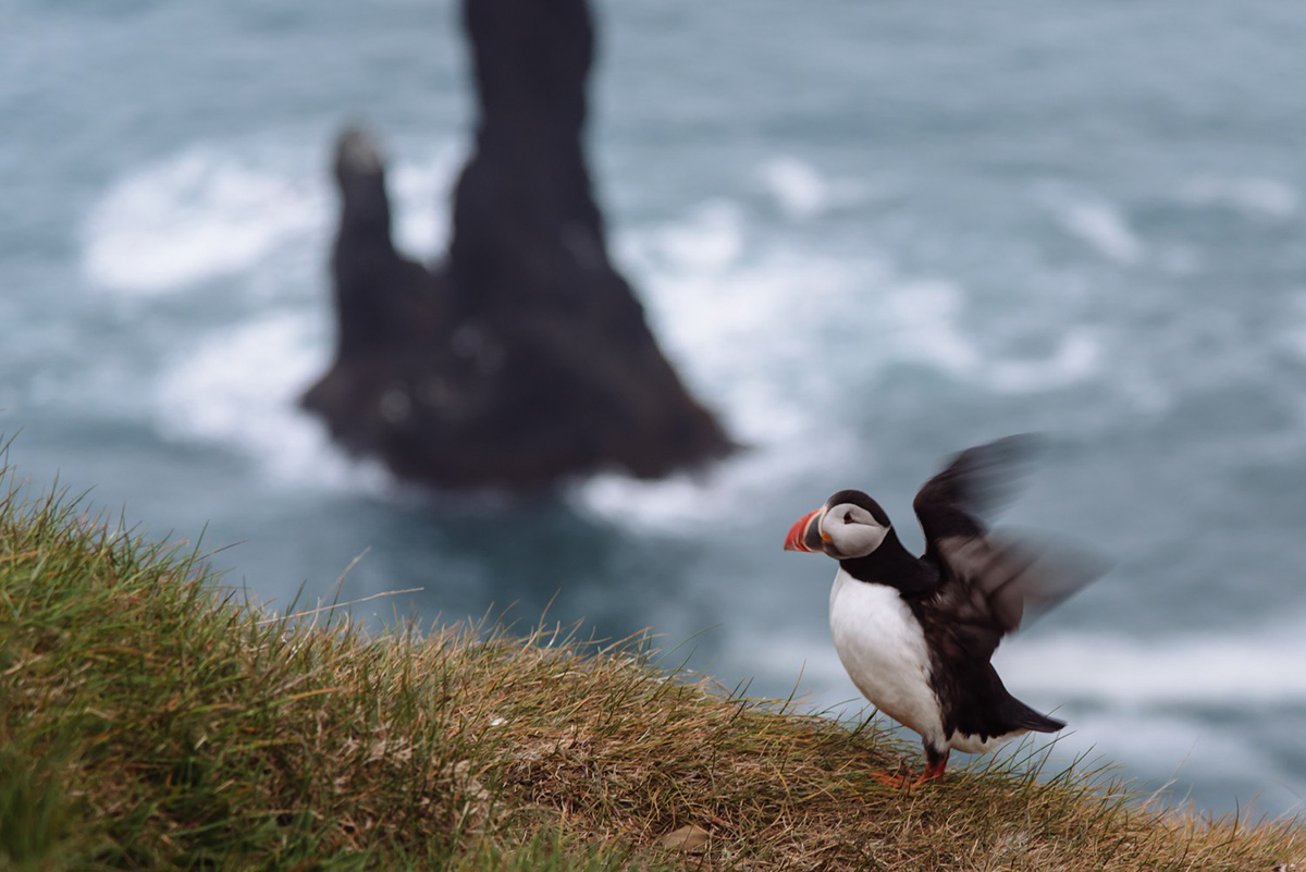 Papageientaucher auf dem Berg Reynisfjall bei Vik an der Südküste von Island im Juni 2016