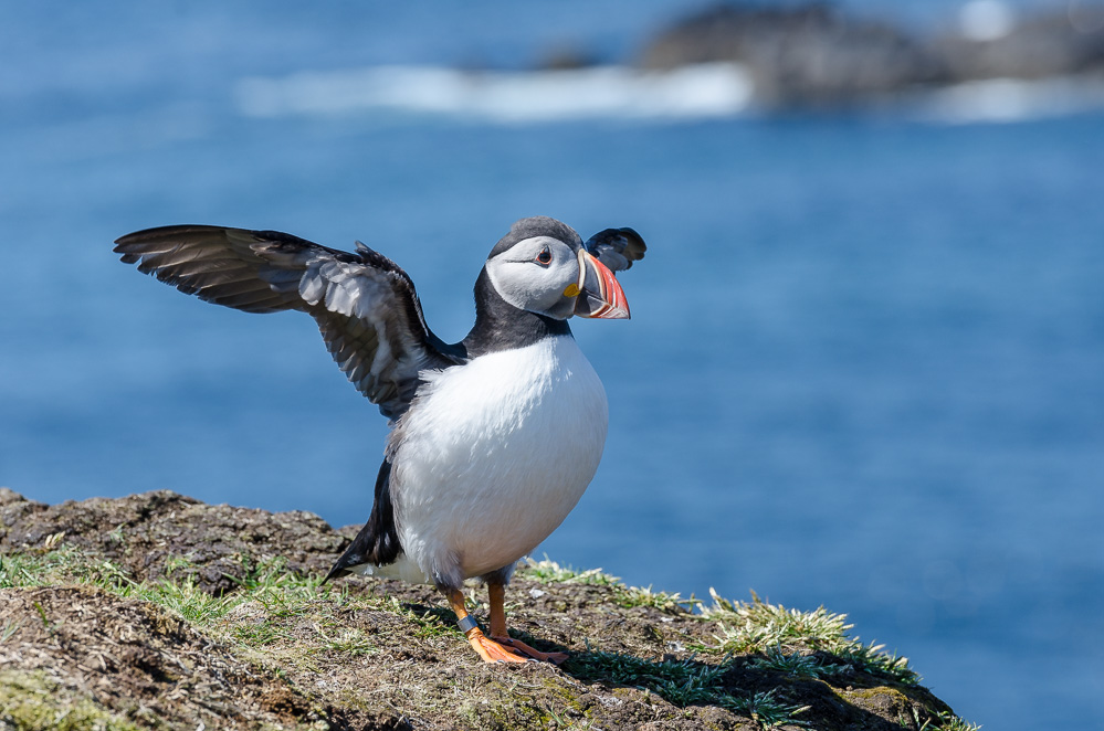 Papageientaucher auf Lunga