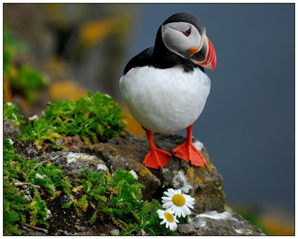 Papageientaucher - Lundi - Puffin