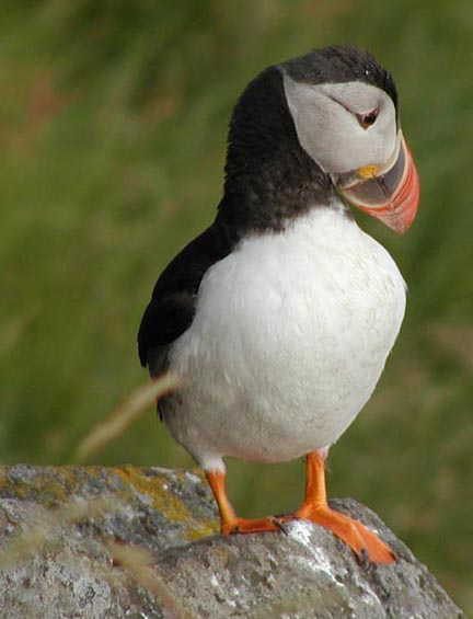 Papageientaucher